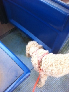 detailing and localizing bed bug infestation