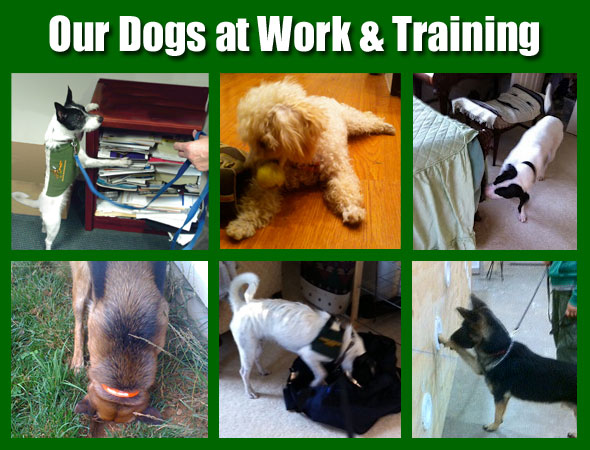 bed bug sniffing dogs