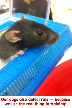 detailing and localizing bed bug infestation